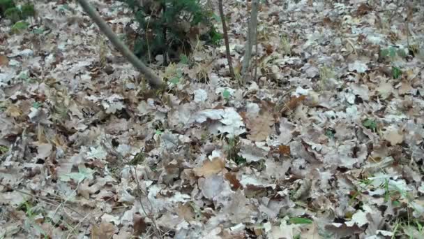 森の中に茶色の葉 キノコの寒い秋を集める — ストック動画