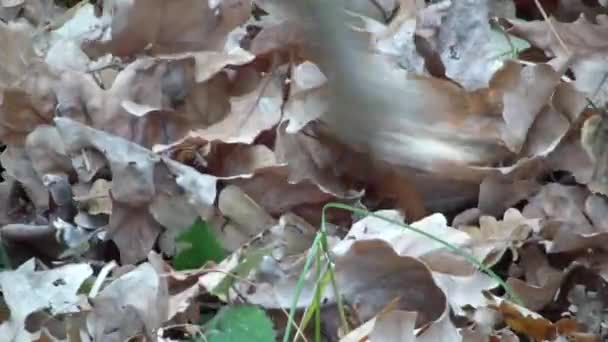 Brown Leaves Forest Collect Mushrooms Cold Autumn — Stock Video