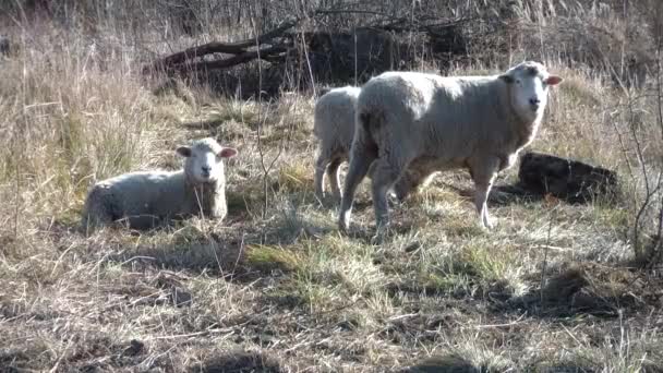 一群羊在吃草 羊群农场里喂养的一群羊 羊羔和公羊 — 图库视频影像