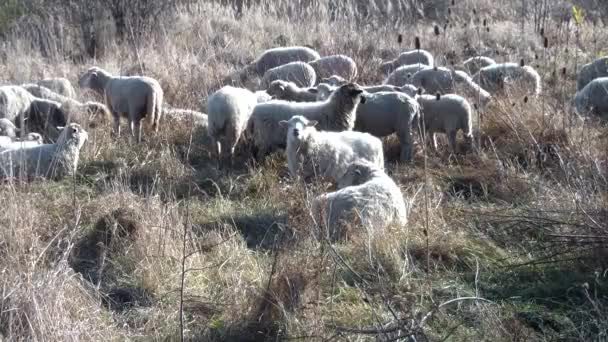Rebaño Ovejas Pastando Rebaño Ovejas Corderos Carneros Una Granja Alimentación — Vídeo de stock