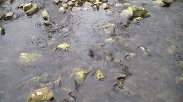 Rzeka Forest Mountain Górski Strumień Rzeczny Dziki Strumień Szybkiej Rzece — Wideo stockowe