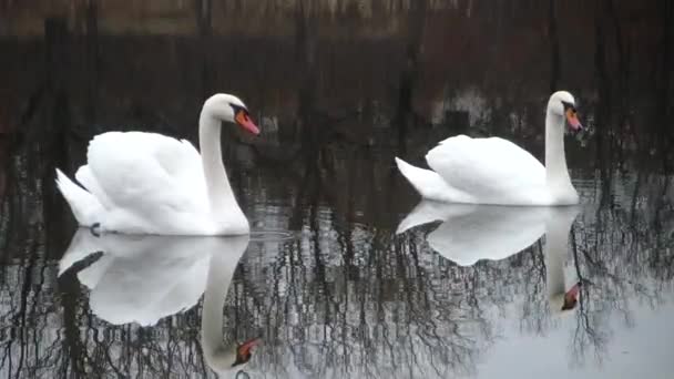 J'adore les cygnes. Cygne blanc dans un lac forestier .