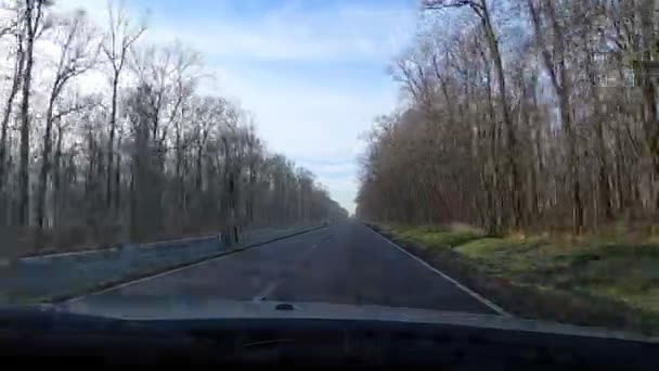 車は裸の森を通って行く 運転手が運転している — ストック動画