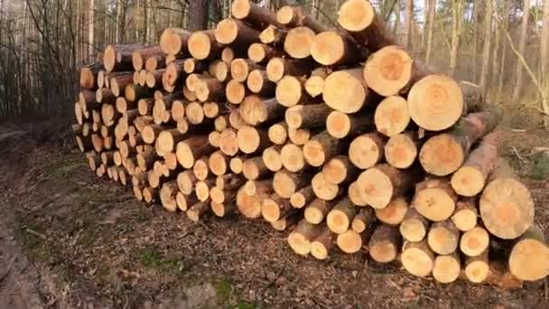 Árvores Derrubadas Árvores Derrubadas Perto Floresta Coníferas Registo Para Processamento — Vídeo de Stock