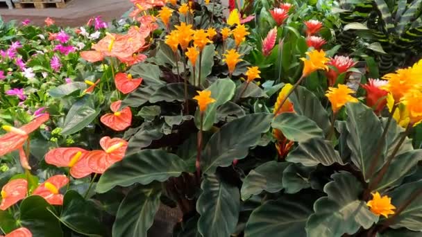 Veel Bloeiende Kamerplanten Overvloed Aan Prachtige Bloemen Potten Heldere Kleuren — Stockvideo