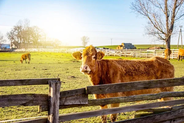 Vaca Vermelha Meio Campo Fundo Das Zonas Rurais Bovinos Vacas — Fotografia de Stock