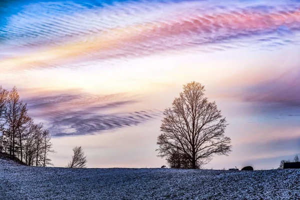 Vinterlandskap Ett Träd Himlen Snö Fältet Solnedgång Och Iskall Luft — Stockfoto