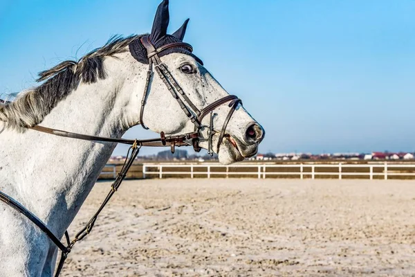 White Horse Stubbornness Animal Riding — 스톡 사진