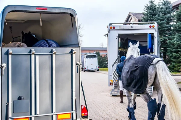 Transport För Hästar Auto Trailer För Transport Hästar Transportdjur — Stockfoto