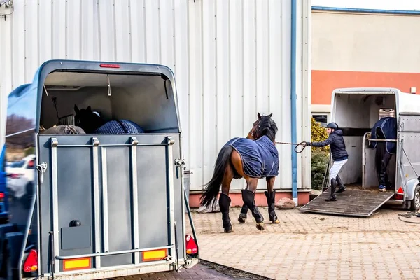 Transport För Hästar Auto Trailer För Transport Hästar Transportdjur Häst — Stockfoto