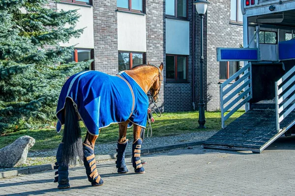 Häst Redo Att Åka Skåpbil Bil För Att Bära Hästar — Stockfoto