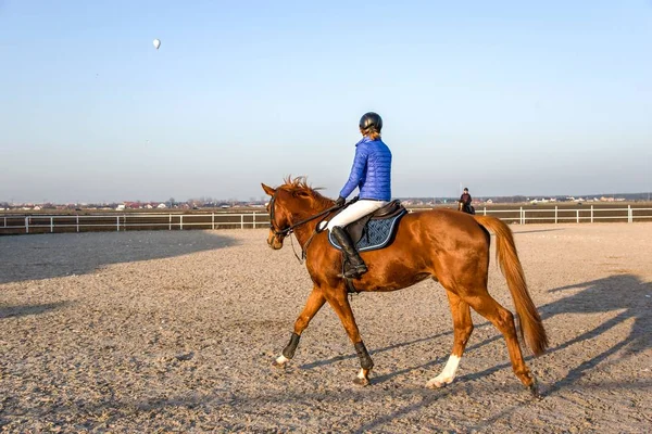 Zwierzę Jazdy Konnej Młoda Kobieta Opiekuje Się Swoim Koniem — Zdjęcie stockowe