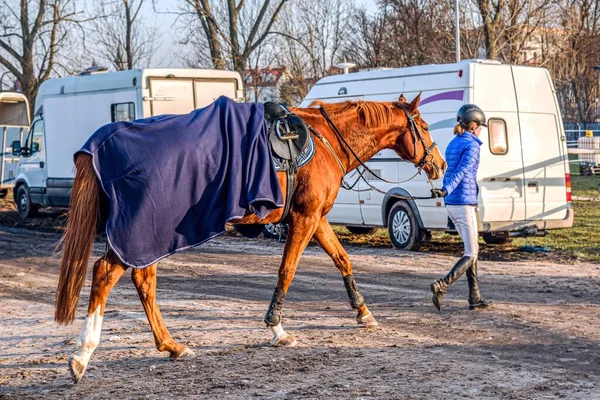 Djur För Ridning Ung Kvinna Tar Hand Sin Häst — Stockfoto