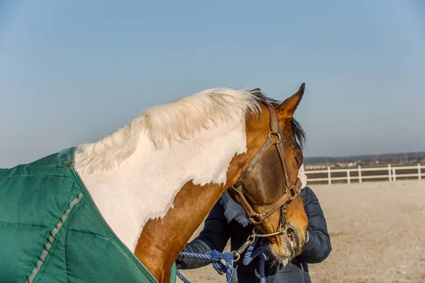 乗馬用の動物 若い女性は馬の世話をする — ストック写真