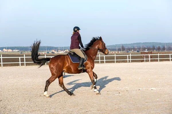 Zwierzę Jazdy Konnej Młoda Kobieta Opiekuje Się Swoim Koniem — Zdjęcie stockowe