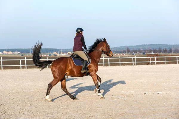 Animal Para Montar Mujer Joven Cuidando Caballo — Foto de Stock