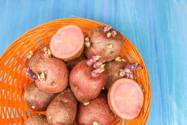 Tohum ekmek için patates tohumu. Patates pembesi. Patates kozalakları filizlenmiş. 