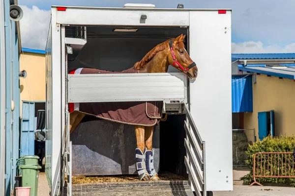 horse vehicle .  Carriage for horses . Auto trailer for transportation of horses . transportation livestock . Horse transportation van , equestrian