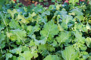 Organik sebze bahçesi. Hayvan yemi başına lahana