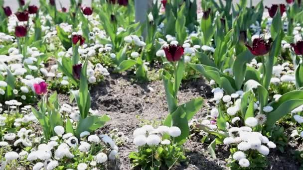 Dekoracyjne Czerwone Tulipany Migają Wietrze Tle Ulicy Miasta Ludzi Kwiaty — Wideo stockowe