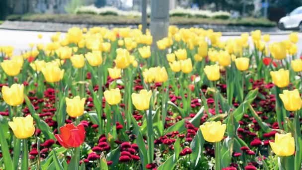Декоративные Желтые Тюльпаны Вспыхивают Ветру Фоне Городской Улицы Людей Цветы — стоковое видео