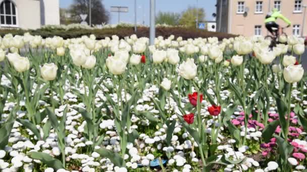 Decorative white tulips fluttering in the wind against the background of the city street and people. The flowers with vibrant natural colors are blooming in the spring garden. — Stock Footage Decorative White Tulips Fluttering Wind Background City Street People Flowers Video Clip
