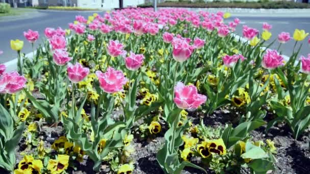 街の通りや人々の背景を背景に 風の中で軽やかにピンク色のチューリップ ちらつきを飾る 春の庭に明るい自然花を咲かせる花 — ストック動画