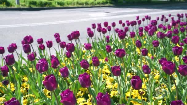 Purple color tulips, flicker in the wind against the background of the city street and people. Flowers with bright natural flowers flower in the spring garden. — Stock Footage Purple Color Tulips Flicker Wind Background City Street People Flowers Stock Footage