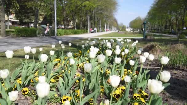 Tulipán Virágzik Mezőn Fehér Virágok — Stock videók