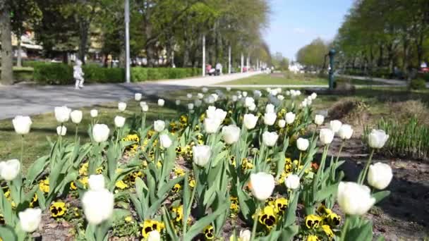 Tulipány Kvetou Poli Bílé Květy Rekreační Park Městě Jaře Kvetoucí — Stock video