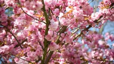 Yakın planda pembe sakura çiçekleri dalında yapraklar, kiraz çiçekleri 