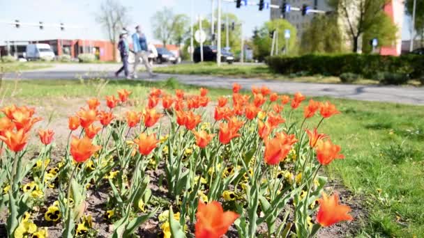 チューリップオレンジ 街や人々に対して風の中で装飾的なチューリップがちらつきます 春の庭には鮮やかな新緑の花を咲かせます — ストック動画