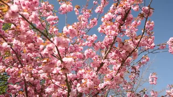 Gros plan de fleur de sakura rose avec des feuilles sur la branche, fleur de cerisier  
