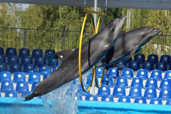 The dolphin jump