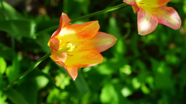 A tavaszi virágzás a tulipán — Stock Fotó