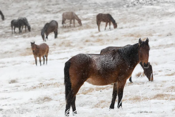 Kafkas Dağları kışın otlayan atlar.