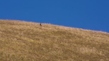Vahşi ceylan Kafkasya dağlarında yemyeşil Alp alanlarında otlatma