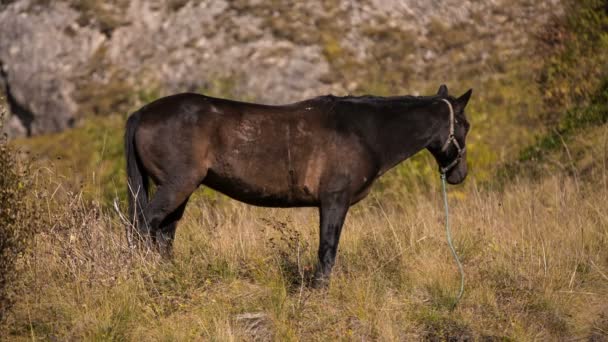 Koně pasoucí se po dlouhém prechodném s velkým zatížením v pohoří Kavkaz — Stock video