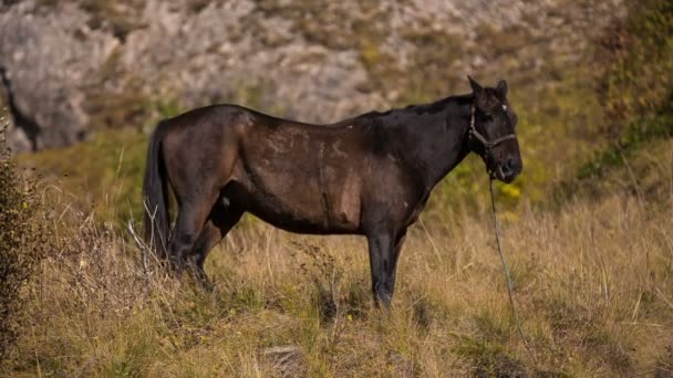 Paard begrazing na een lange overgangsperiode met een grote lading in de bergen van de Kaukasus — Stockvideo