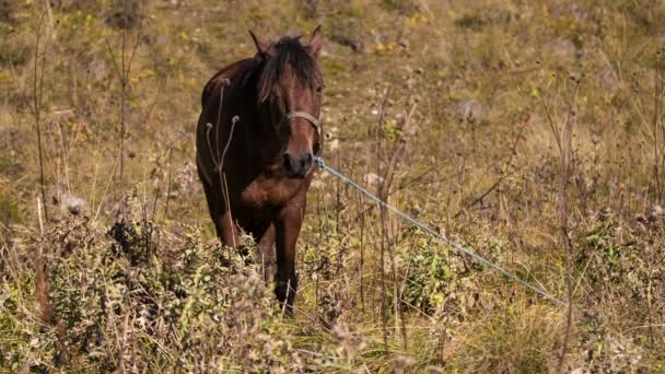 काकेशस पहाड़ों में एक बड़े भार के साथ एक लंबे संक्रमण के बाद घोड़ा चर रहा है — स्टॉक वीडियो
