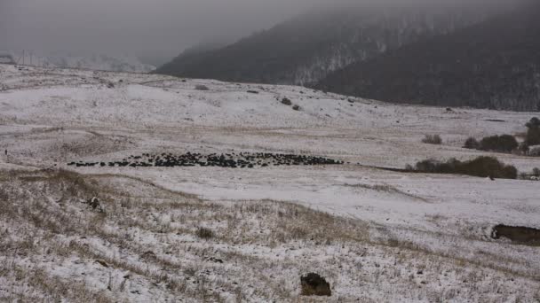 Juhok legelnek az alpesi meredek hegyoldalakon, a Kaukázus magas hegyei a késő ősszel. — Stock videók