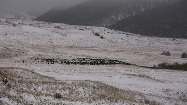 Ovelhas pastam nas encostas alpinas de altas montanhas do Cáucaso no final do outono . — Vídeo de Stock