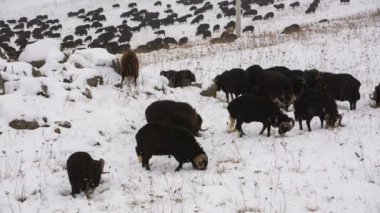 Koyun Kafkasya yüksek dağlar dağ yamaçlarında geç sonbaharda otlatmak..