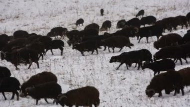 Koyun Kafkasya yüksek dağlar dağ yamaçlarında geç sonbaharda otlatmak..