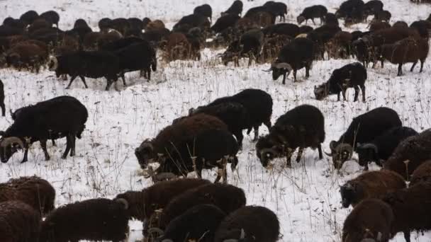 Pâturage de moutons sur les pentes alpines des hautes montagnes du Caucase à la fin de l'automne . — Video