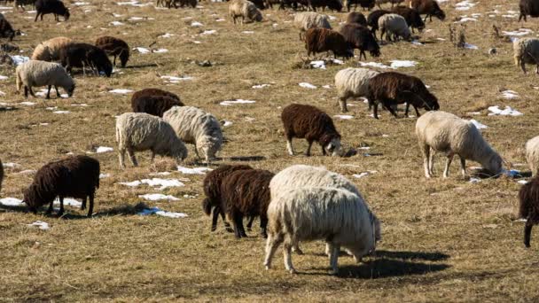 Ovce se pasou na alpských svazích vysokých horách Kavkazu v pozdní podzim. — Stock video