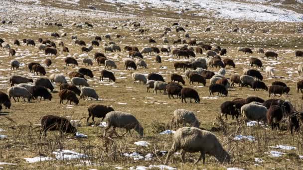 Ovelhas pastam nas encostas alpinas de altas montanhas do Cáucaso no final do outono . — Vídeo de Stock
