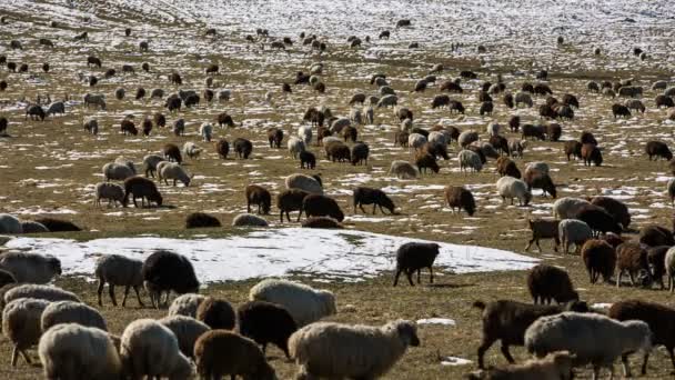 Pastoreo de ovejas en las laderas alpinas de las altas montañas del Cáucaso a finales de otoño . — Vídeos de Stock