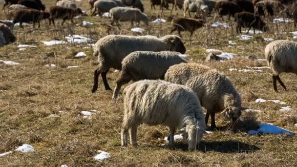 Pastoreo de ovejas en las laderas alpinas de las altas montañas del Cáucaso a finales de otoño . — Vídeos de Stock