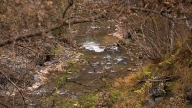 İlk kar ve sarı yaprakları Kafkasya dağlarında Nehri üzerinde.